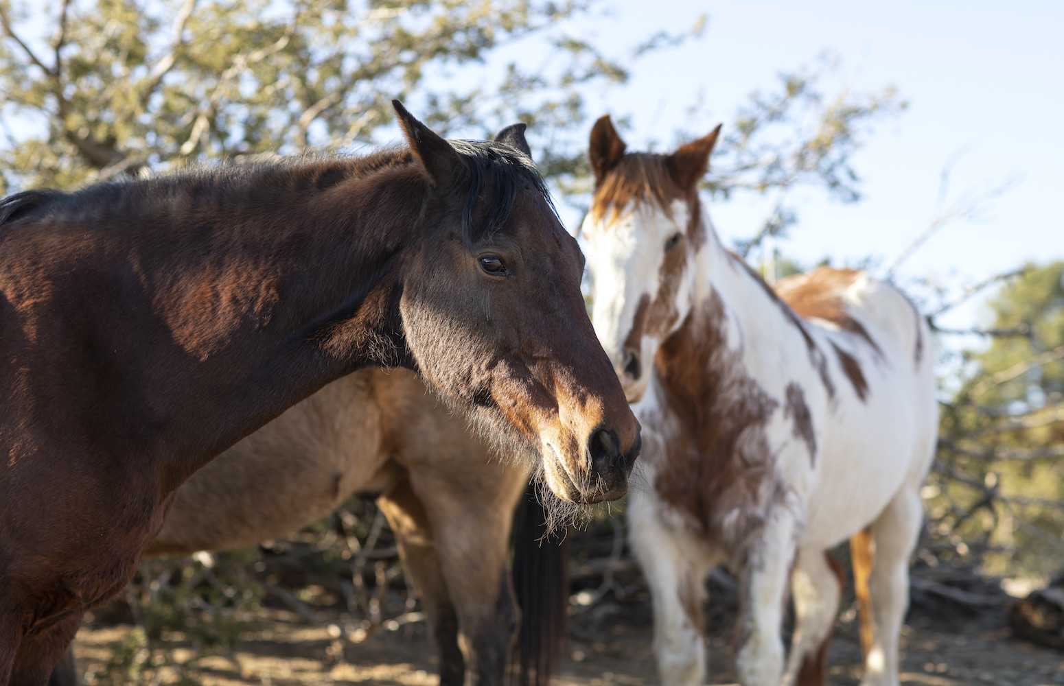 paseo a caballo